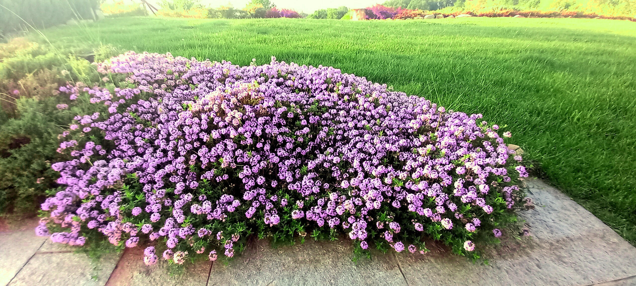 Le nostre piante aromatiche