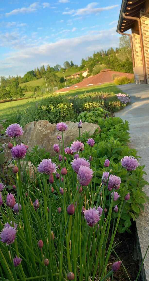 Le nostre piante aromatiche