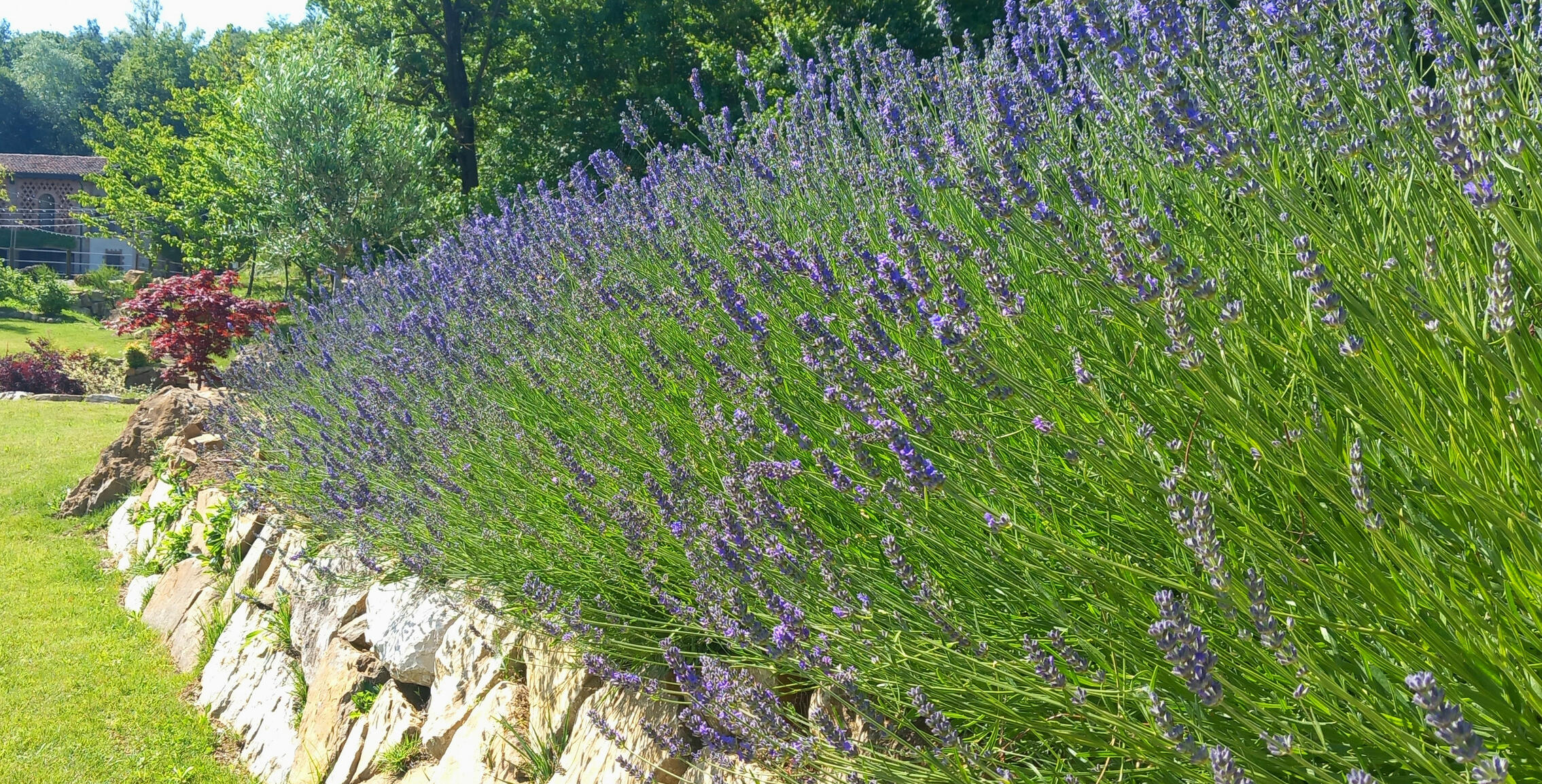 Le nostre piante aromatiche