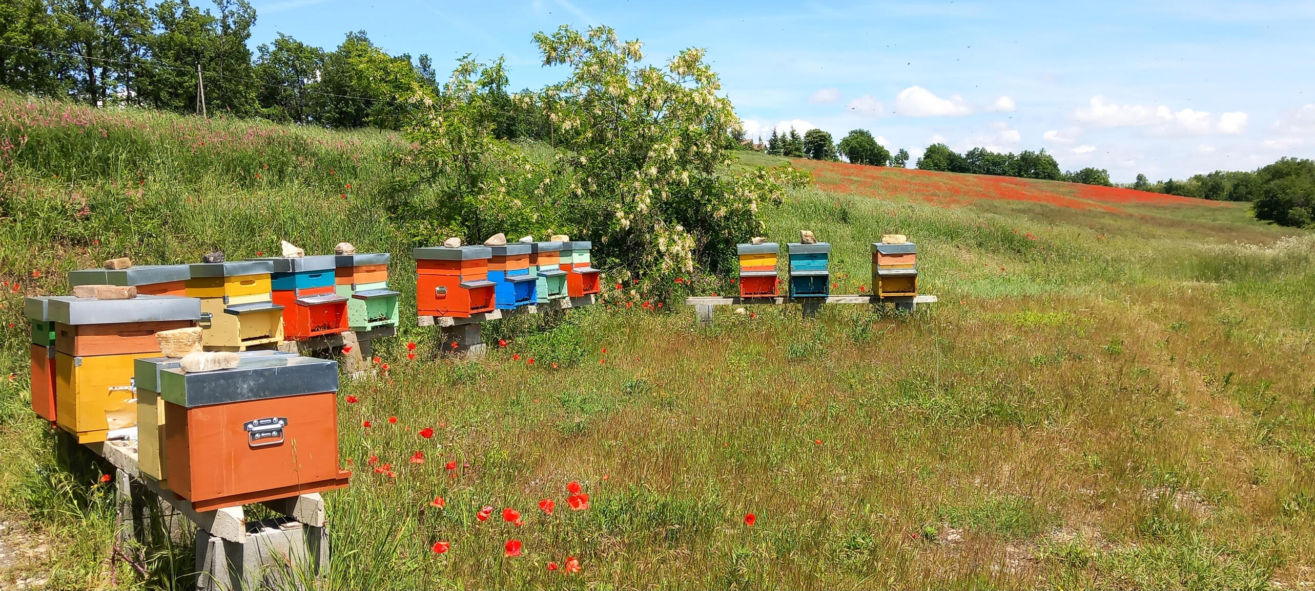e in un mare di papaveri