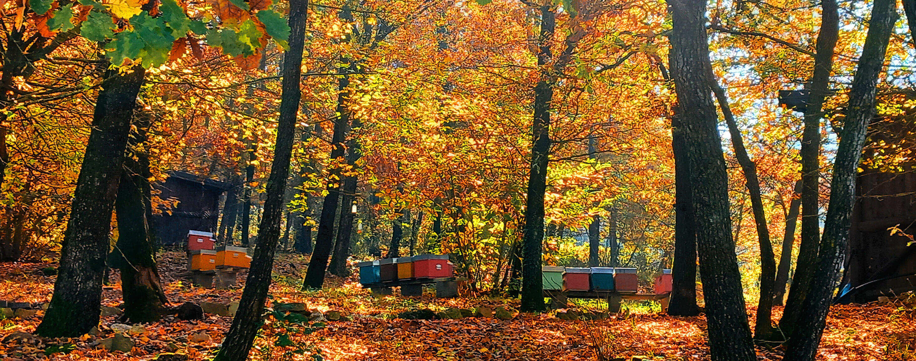 protetti dagli amici silenziosi,