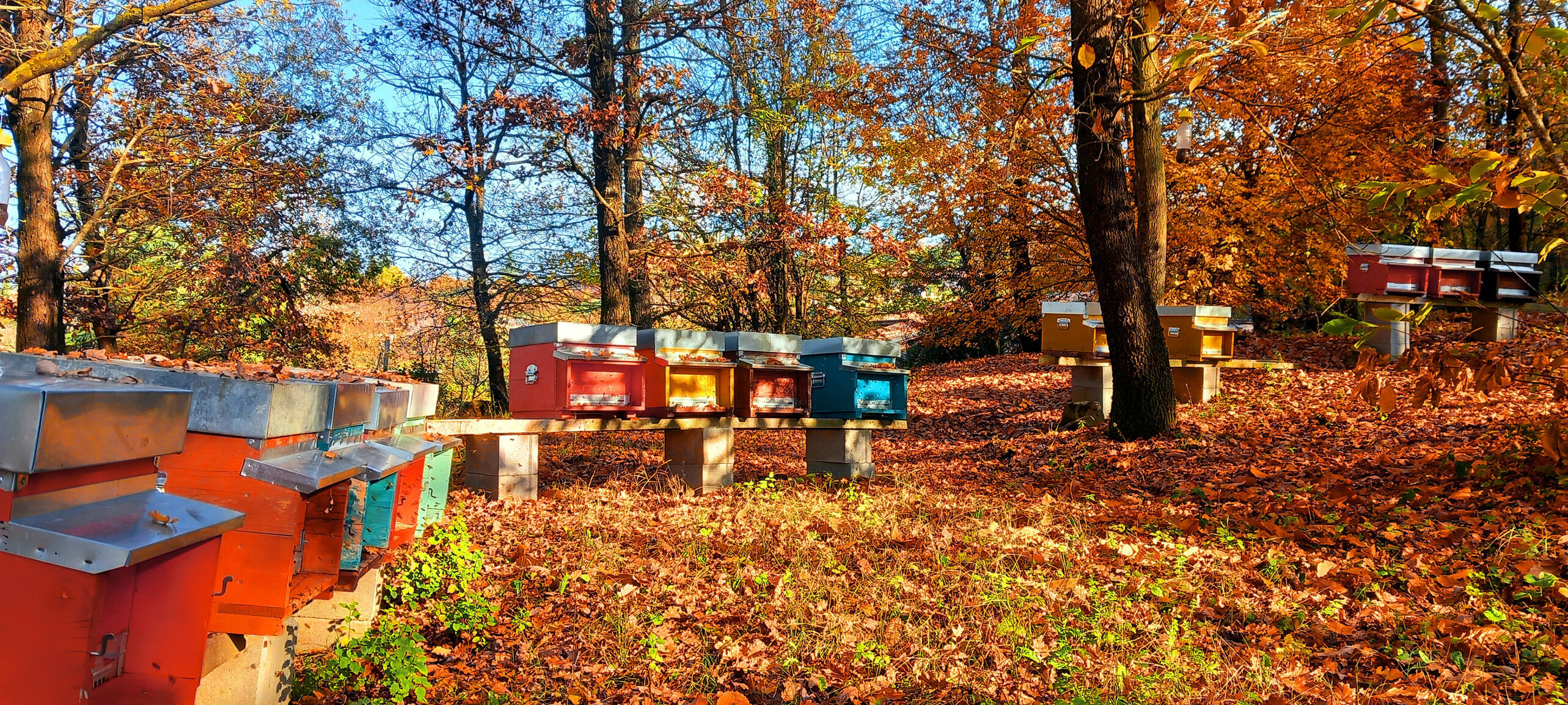 Vibrazioni d'autunno